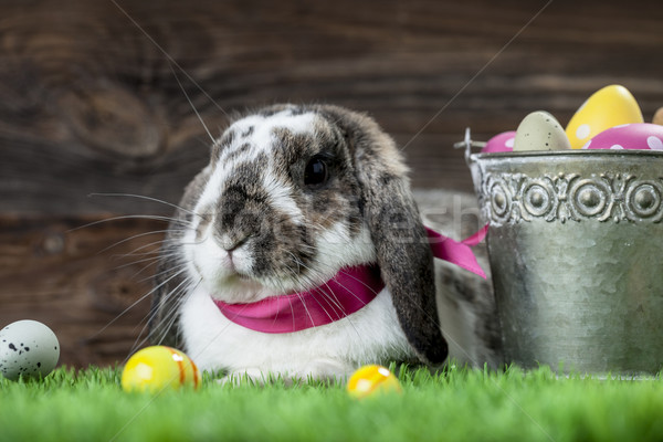 Easter chicken, eggs and decorations Stock photo © BrunoWeltmann