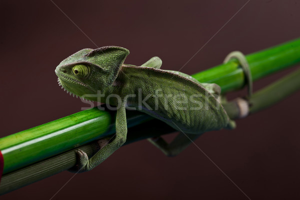 Verde camaleón colorido foto árbol Foto stock © BrunoWeltmann