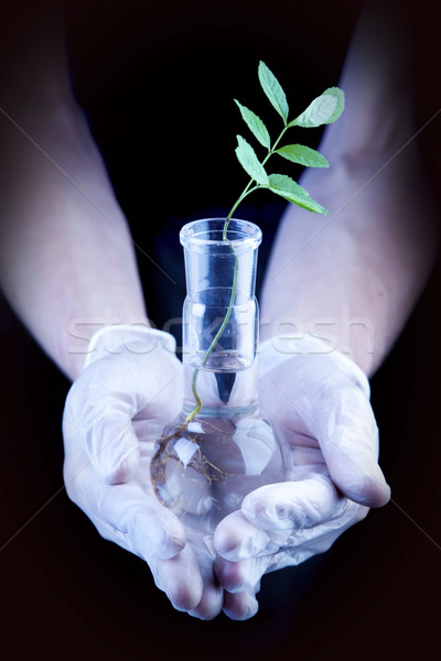 саженцы лаборатория растений природы стекла фон Сток-фото © BrunoWeltmann