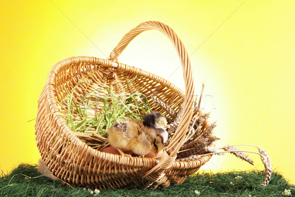Stock foto: Ostern · Tiere · Gras · Natur · Hintergrund · Tabelle