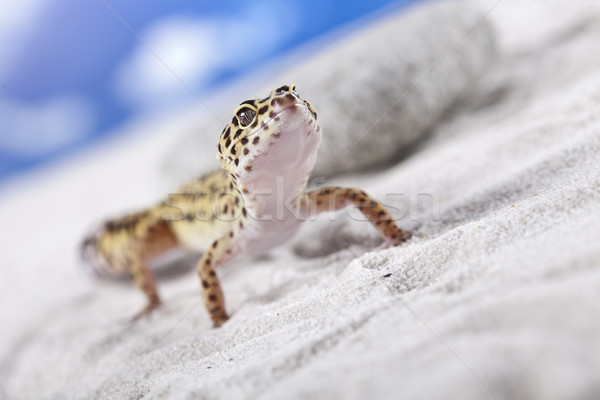 Gecko Porträt Leoparden Sonne Sand Tier Stock foto © BrunoWeltmann