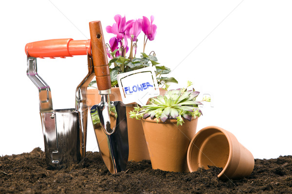 Flowers and garden tools Stock photo © BrunoWeltmann