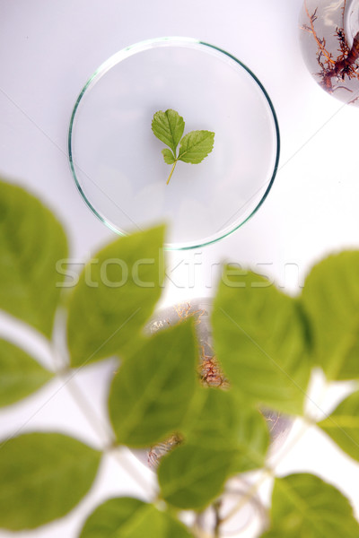 саженцы лаборатория растений природы стекла зеленый Сток-фото © BrunoWeltmann