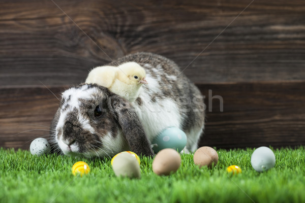 Easter chicken, eggs and decorations Stock photo © BrunoWeltmann