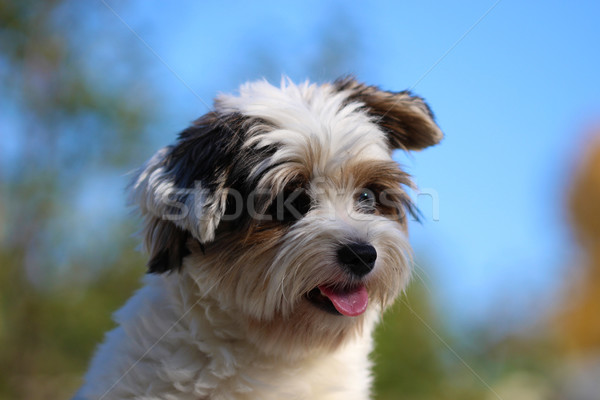 Portrait of a small dog Stock photo © brux