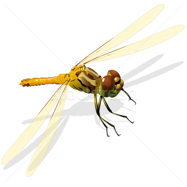 dragonfly Stock photo © brux