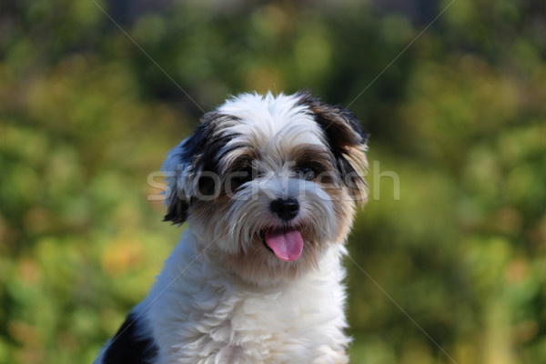 Retrato cute pequeño cachorro tricolor Foto stock © brux