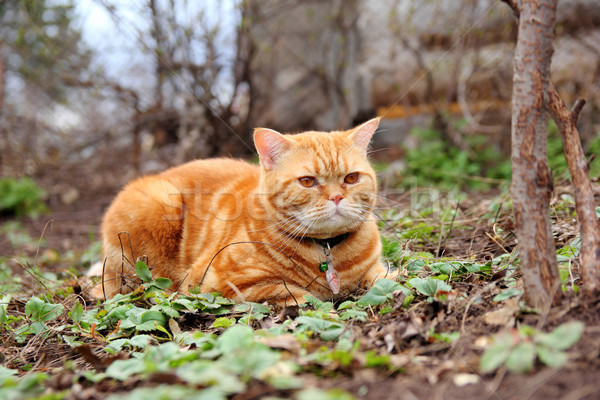 a cat with a collar Stock photo © brux