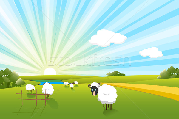sheeps Stock photo © brux