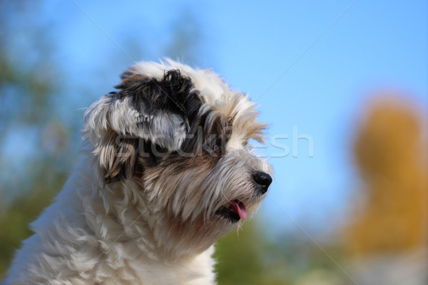 Portrait of a small dog Stock photo © brux