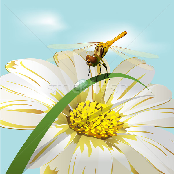 Dragonfly herb kwiat niebo piękna lata Zdjęcia stock © brux