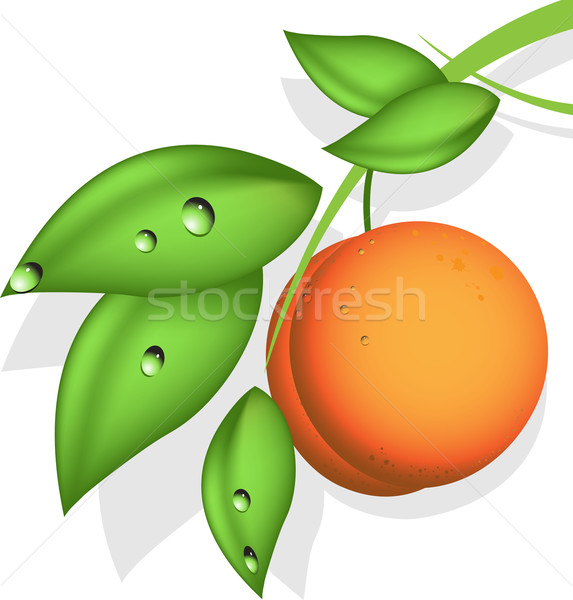 Pomarańczowy Brzoskwinia ilustracja zielone oddziału biały Zdjęcia stock © brux