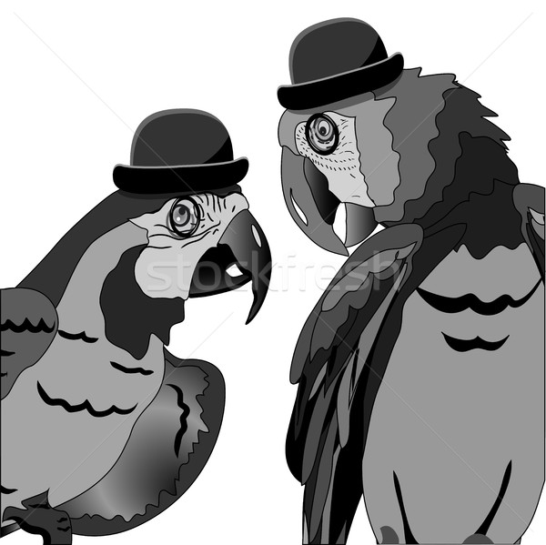 Vitatkozás kettő papagájok illusztráció kalap bowlingos Stock fotó © brux