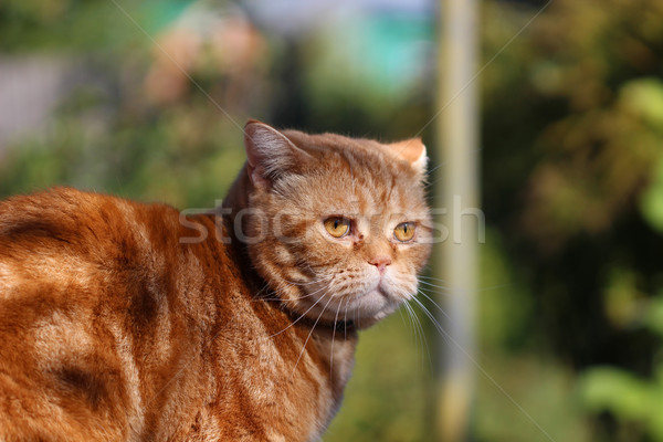 Redheaded cat sitting on a tree stump Stock photo © brux