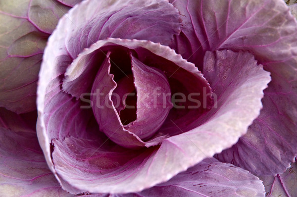 Káposzta virág díszítő lila használt tereprendezés Stock fotó © bryndin