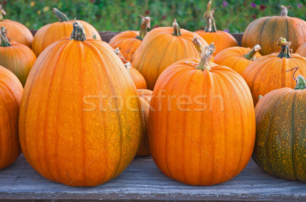 Large pumpkins Stock photo © bryndin
