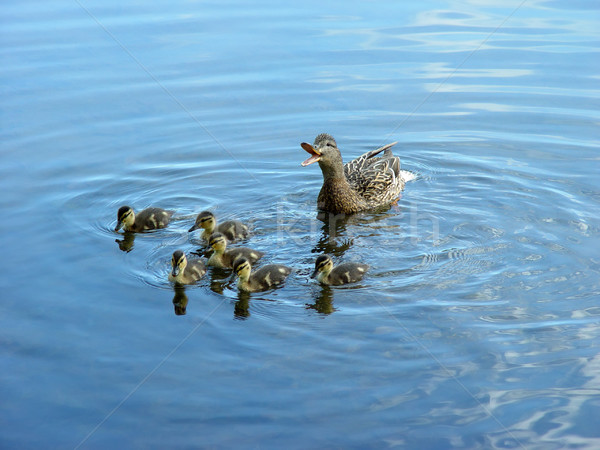 Mother duck with newborn duckling Stock photo © bryndin
