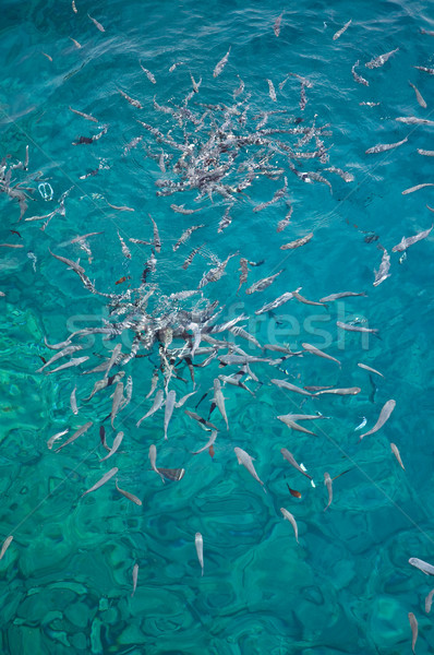 Feeding fish Stock photo © bryndin