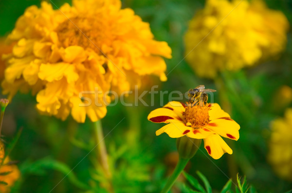 Bee and marigolds. Stock photo © bryndin