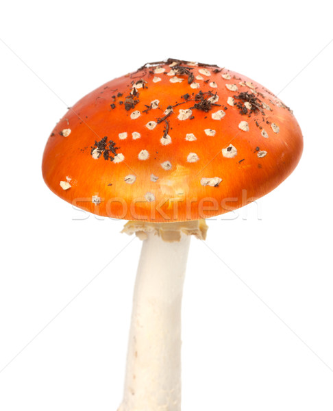 Red fly agaric mushroom with pieces of dirt Stock photo © BSANI