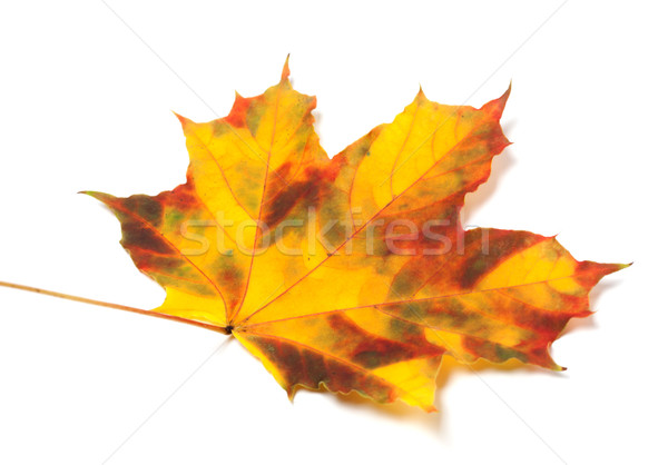 Yellowed autumn maple leaf on white background Stock photo © BSANI