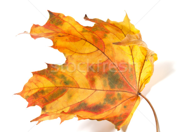 Yellowed autumn maple-leaf  Stock photo © BSANI