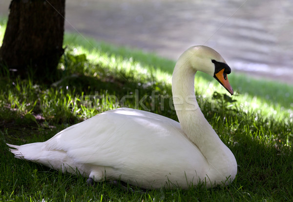 Stock photo: Mute swan on grass under shadow of tree