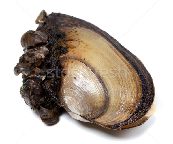 River mussels on white background Stock photo © BSANI