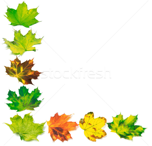 Letter L composed of multicolor maple leafs Stock photo © BSANI