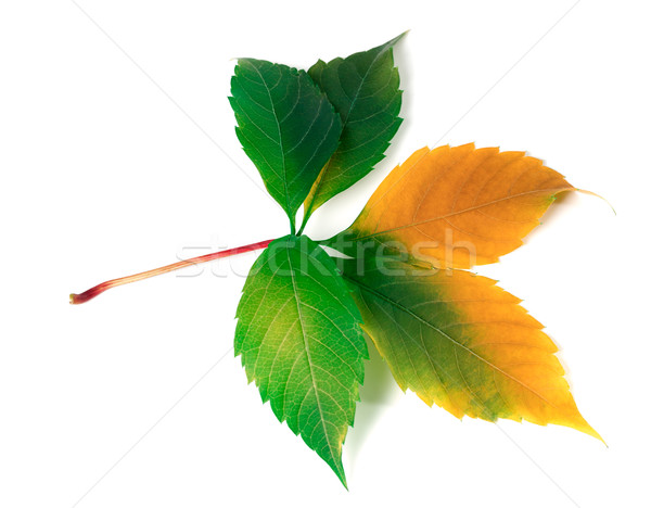 Multicolor virginia creeper leaf Stock photo © BSANI