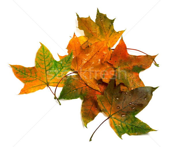 [[stock_photo]]: Automne · gouttes · d'eau · isolé · blanche · eau