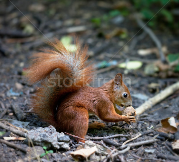 Red squirrel with walnut in autumn forest Stock photo © BSANI