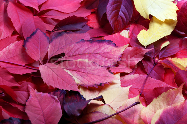 秋天 弗吉尼亞州 葉 背景 橙 植物 商業照片 © BSANI