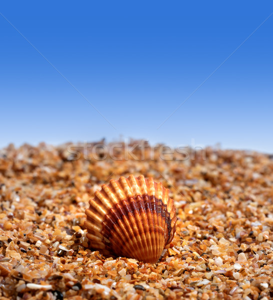Seashell on sand Stock photo © BSANI