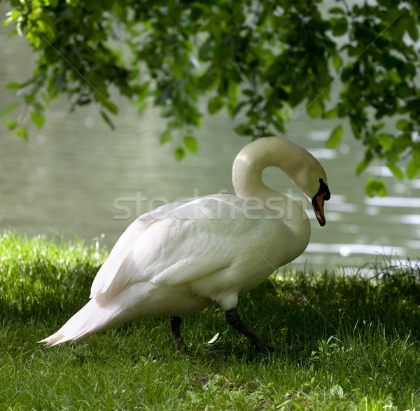 Mute swan on grass  Stock photo © BSANI