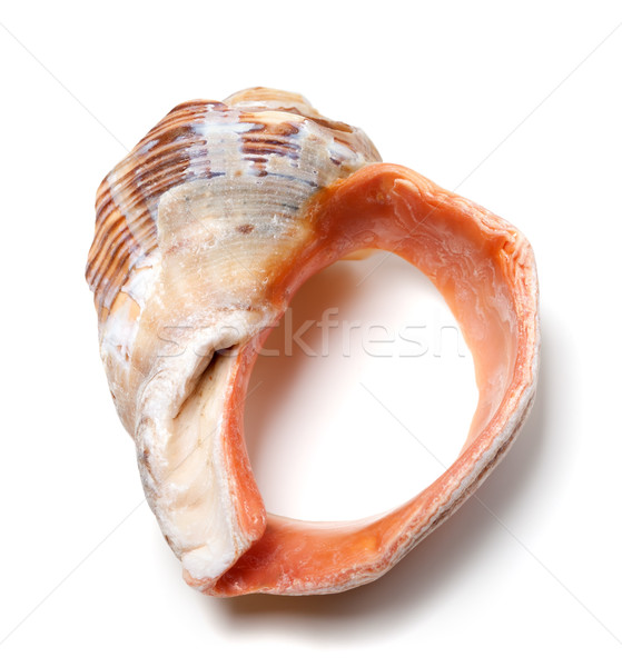 Stock photo: Broken rapana shell isolated on white background