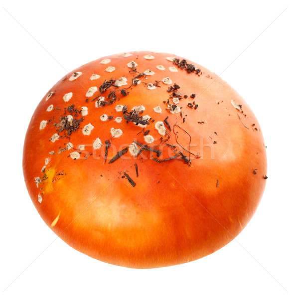 Pileus of amanita muscaria mushroom with pieces of dirt Stock photo © BSANI