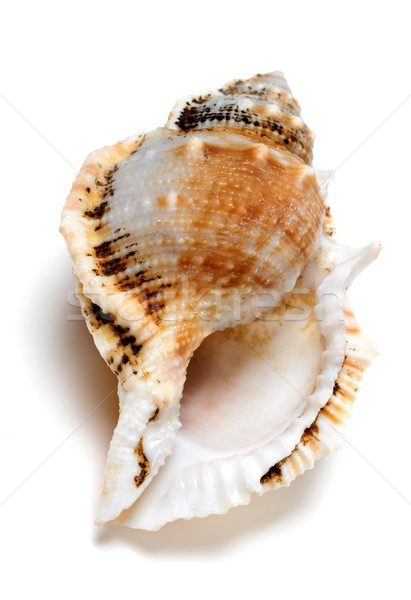 Shell of Tutufa bubo (frog snail) Stock photo © BSANI