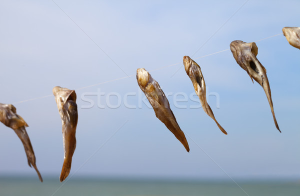 Catch of gobies fish drying on sun Stock photo © BSANI