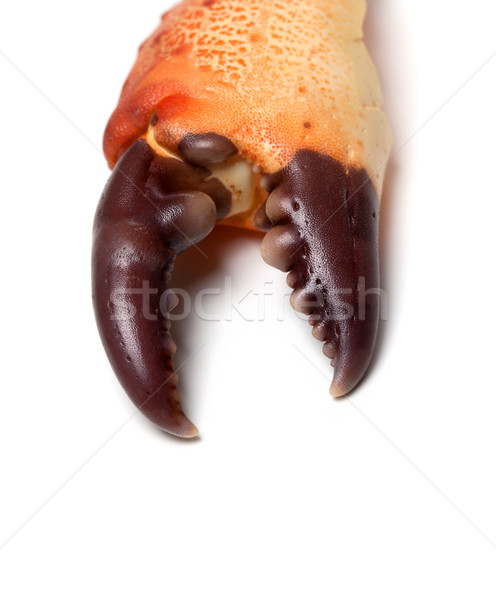 Stock photo: Cooked claw crab
