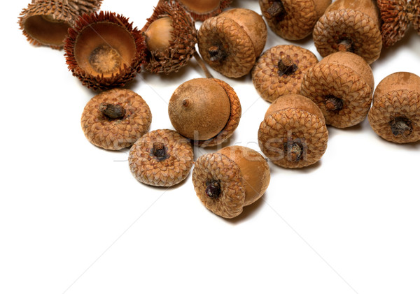 Autumn acorns from oak Stock photo © BSANI