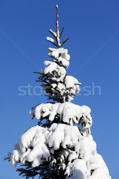 Snowy fir-tree on background of blue sky Stock photo © BSANI