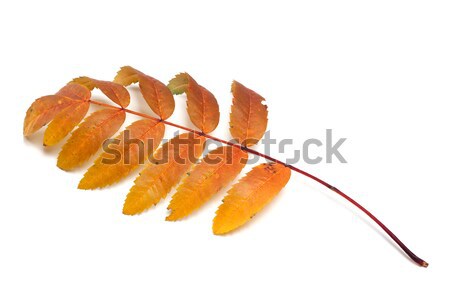 Autumn rowan leaf on white background Stock photo © BSANI