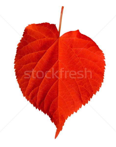 Red linden-tree leaf Stock photo © BSANI