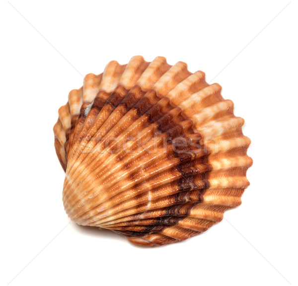 Seashell isolated on white background Stock photo © BSANI
