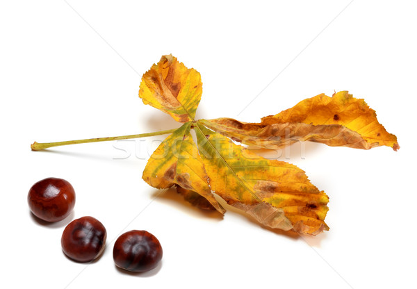 Dry autumn leaf and seeds of chestnut Stock photo © BSANI