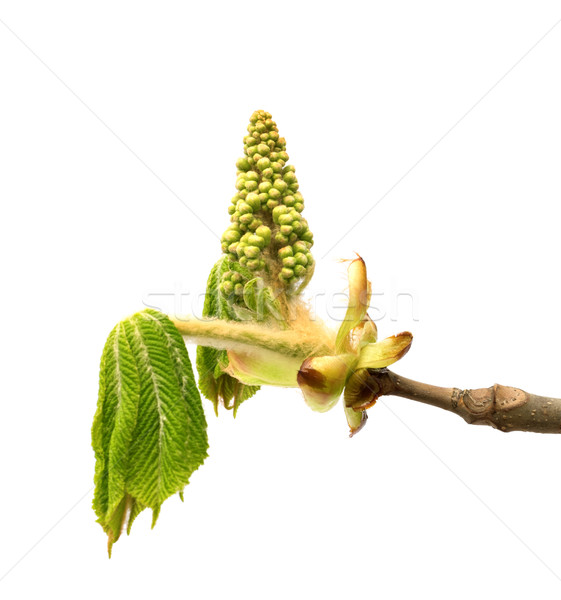 Spring twigs of horse chestnut tree with young green leaves and  Stock photo © BSANI