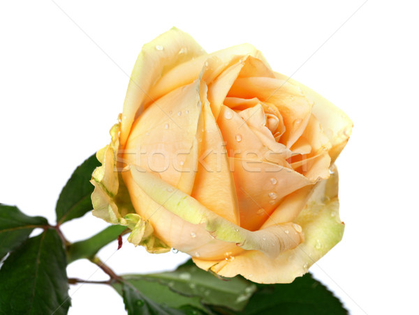 Rose bourgeon gouttes d'eau blanche isolé Photo stock © BSANI