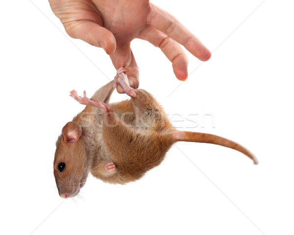 Fancy rat hang on hand Stock photo © BSANI