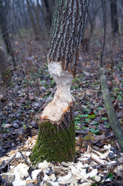 Tree after beaver's job Stock photo © BSANI